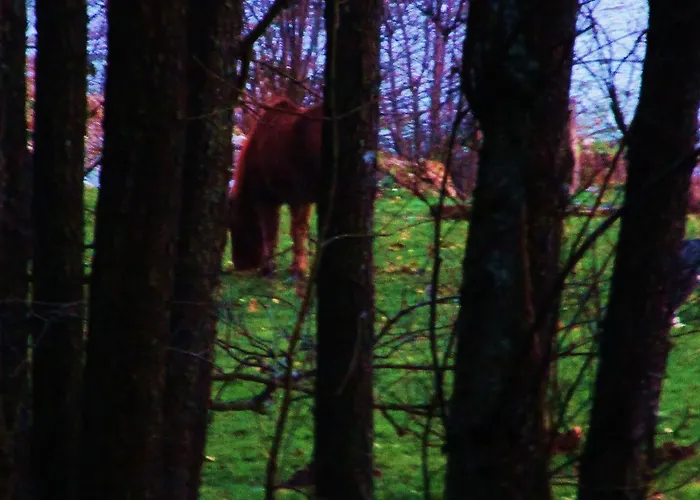 Tilly's And House Le Hohwald